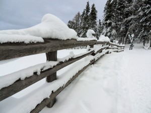 snowy round rail fence